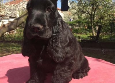 crnikoker51588023118