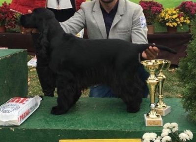 crnikoker71588023118