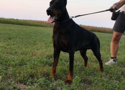 dobacorone101585914349