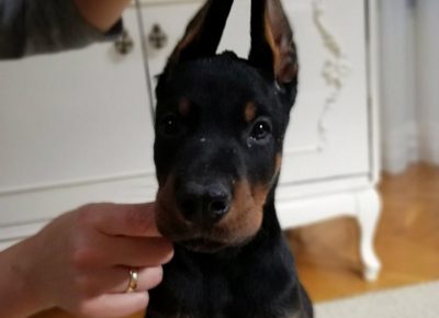 dobacorone21585914346