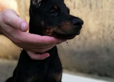 dobacorone31585914346