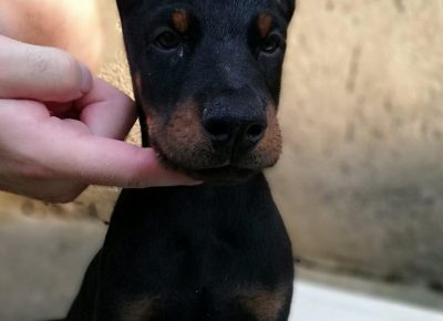 dobacorone41585914346