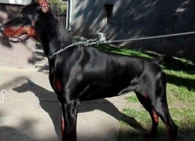 dobacorone51585914345