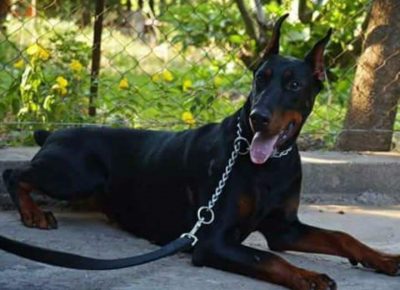 dobacorone71585914347