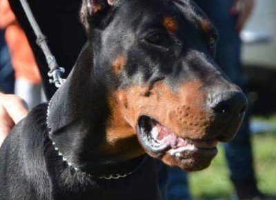 dobacorone91585914349