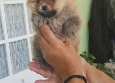 jelenaboo31587846968