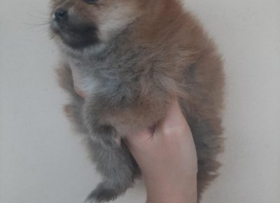 jelenaboo41587846967