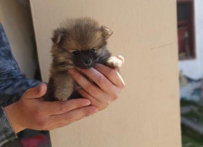 jelenaboo51587846968