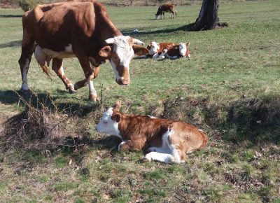 202004091548101589031029