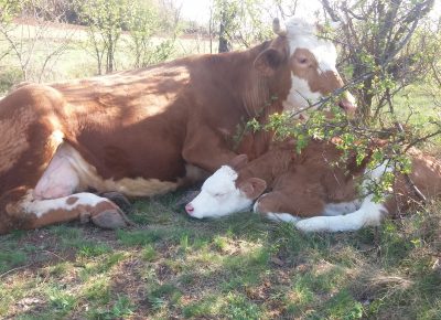 202004191647391589031020