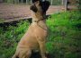 Bullmastiff11589126294