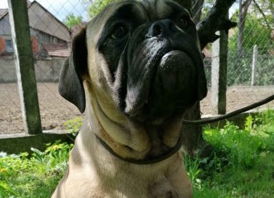 Bullmastiff21589126293
