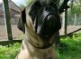 Bullmastiff21589126293