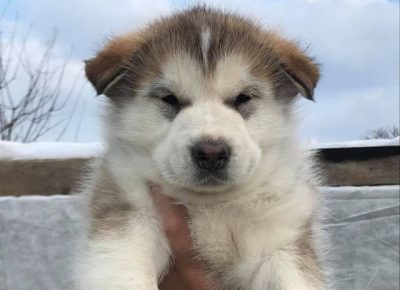 aljaskimalamut011589159758