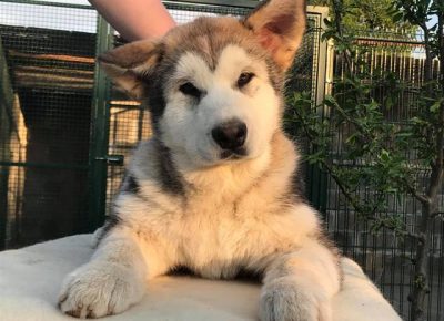 aljaskimalamut031589159761