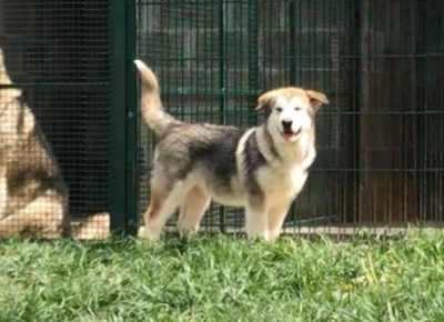 aljaskimalamut041589159761