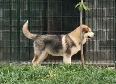 aljaskimalamut051589159760