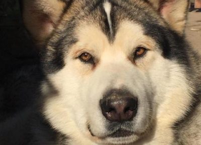 aljaskimalamut061589159760