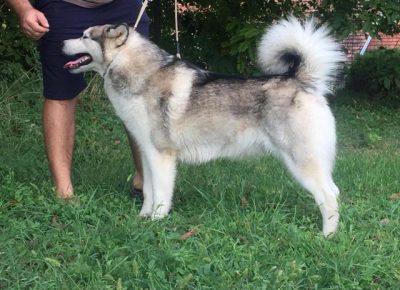 aljaskimalamut101589159760