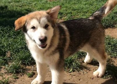 aljaskimalamut121589159759