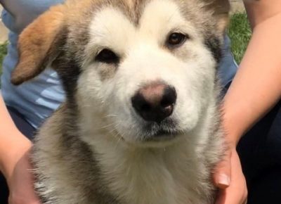 aljaskimalamut131589159759