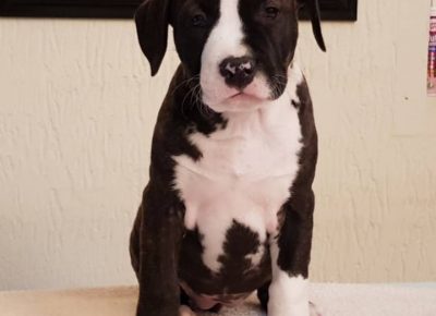 astjelena11588663280