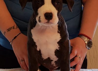 astjelena31588663282