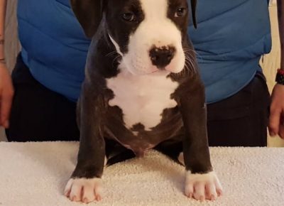 astjelena41588663281