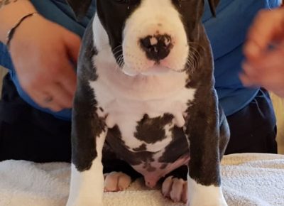 astjelena71588663282