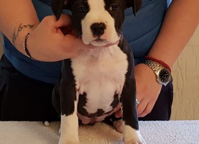 astjelena81588663283