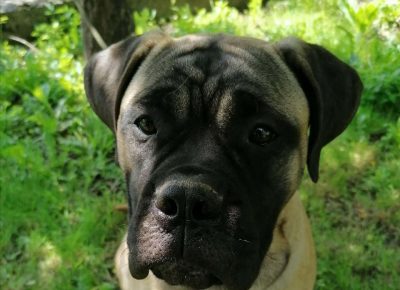 bullmastiff51589126294