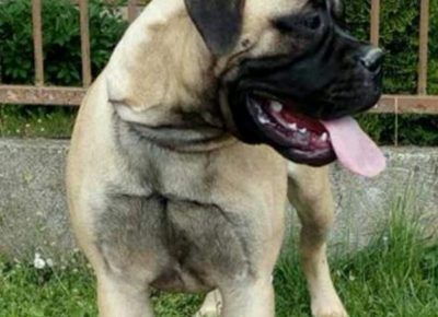 bullmastiff61589126293