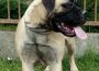 bullmastiff61589126293