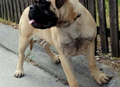 bulmastiff31589126293