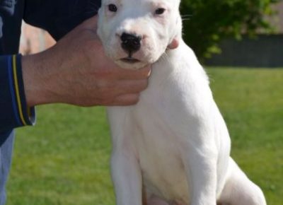dogoargentino04a1589645620