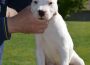 dogoargentino04a1589645620