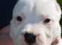 dogoargentino05a1589645619