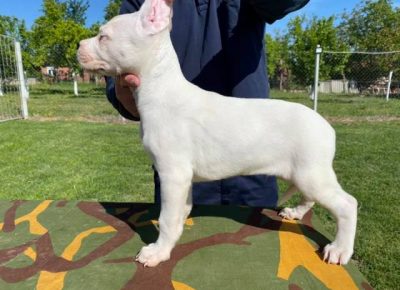 dogoargentino06a1589645620
