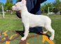 dogoargentino06a1589645620