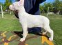 dogoargentino07a1589645619