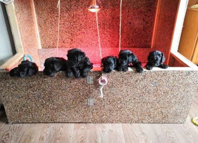 ivanacrni21588620664