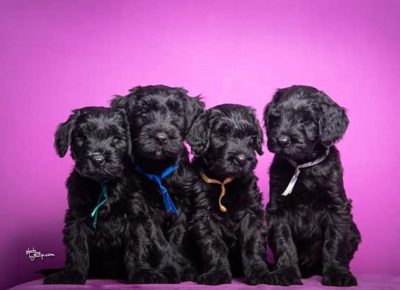 ivanacrni31588620663