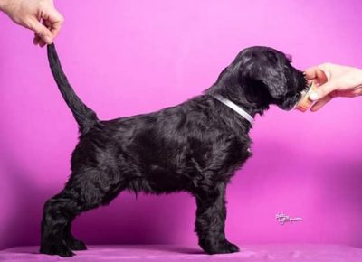 ivanacrni41588620663