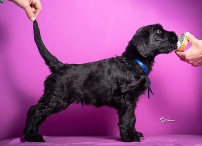 ivanacrni51588620663