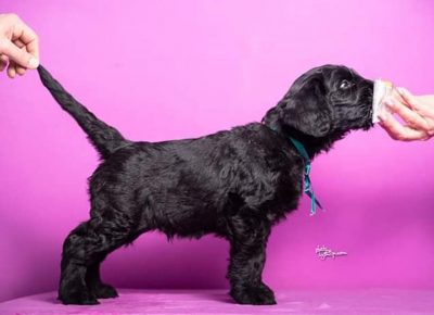 ivanacrni71588620664