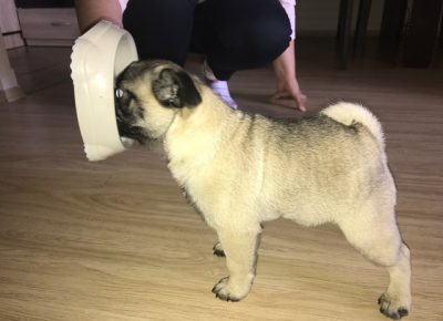 mops03a1589979123