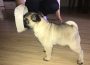 mops03a1589979123