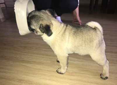 mops04a1589979123