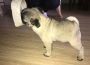 mops04a1589979123