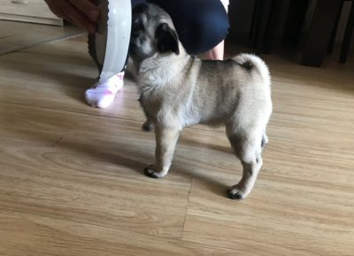 mops05a1589979123